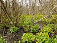 Photo of alder thicket vegetation