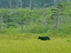 Ursus americanus (black bear)