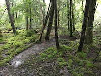 Photo of bog forest vegetation