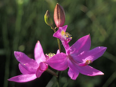 Calopogon tuberosus var. tuberosus (grass pink orchid)