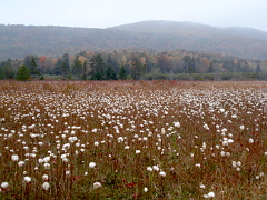 Eriophorum virginicum (cottongrass)