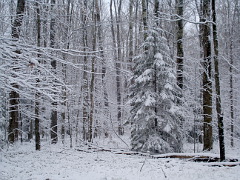 Forest in the snow