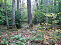 Photo of northern hardwoods forest vegetation