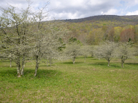 Photo of old field vegetation