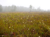 Photo of open bog vegetation