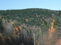 Photo of spruce forest vegetation