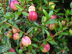 Vaccinium macrocarpon (large-fruited cranberry)