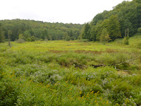 Photo of wet meadow vegetation